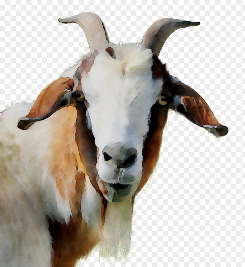 Goat Fauna Snout PNG