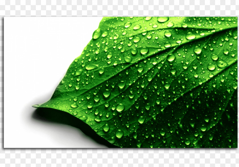 Green Leaves Image Desktop Wallpaper Photograph 4K Resolution High-definition Television PNG
