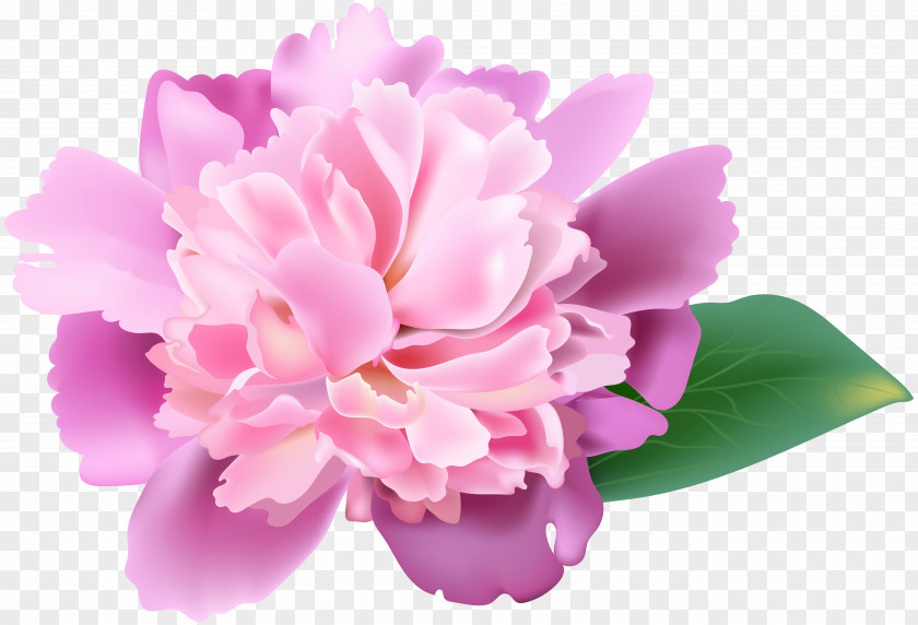 Pink Peony Clip Art Image Flower Resolution PNG