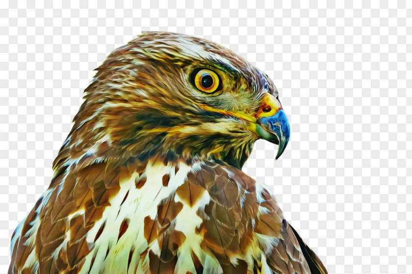 Sharp Shinned Hawk Coopers Bird Beak Of Prey Accipitridae PNG