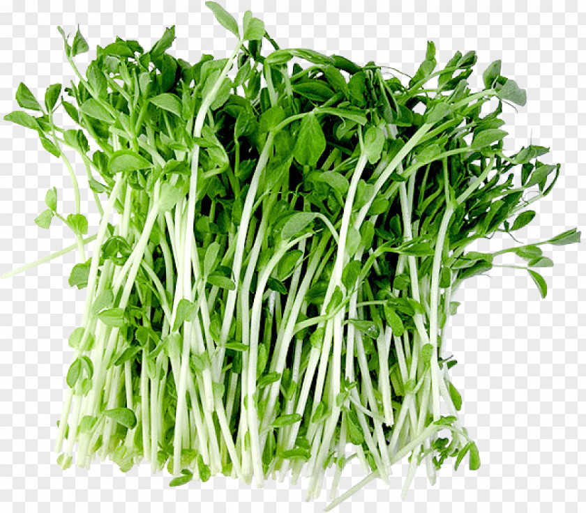 Water Spinach Vegetarian Cuisine Garden Cress Herb Superfood PNG