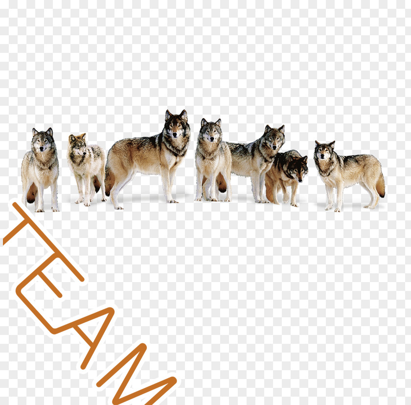 Wolf Team Gray Presentation Information PNG