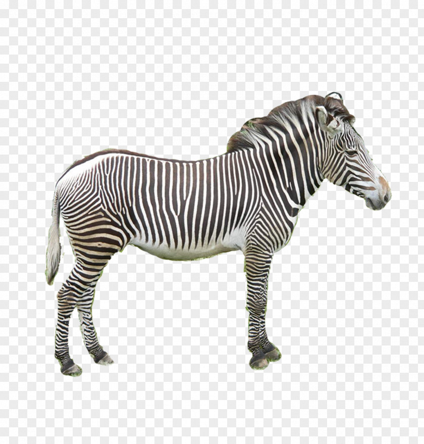 Zebra Donkey PNG