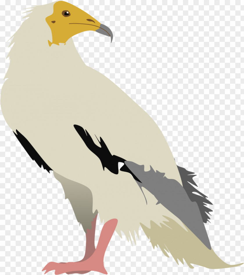 Bird Egyptian Vulture Turkey Clip Art PNG