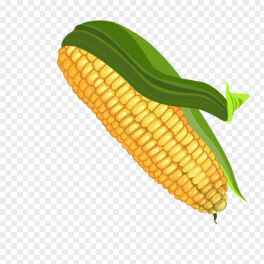 Corn On The Cob Maize Color Palette PNG