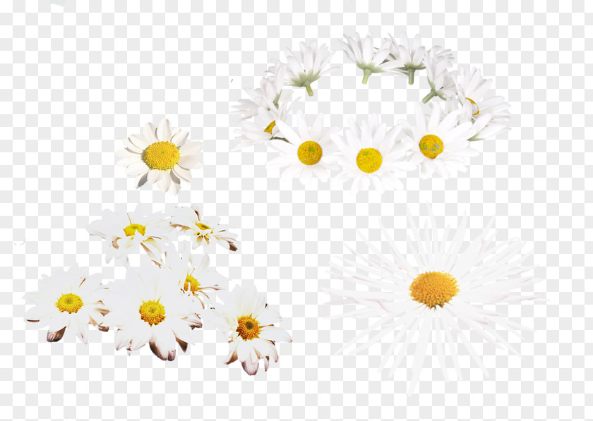 Floral Design Art Creativity Chrysanthemum PNG