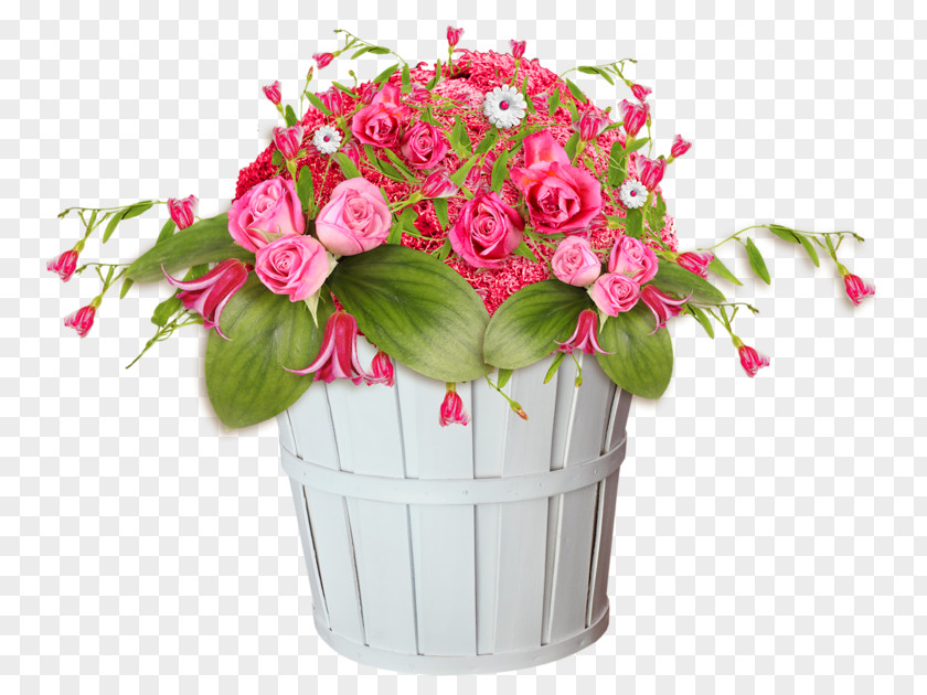 Flower Transvaal Daisy Vase Life Garden Roses PNG