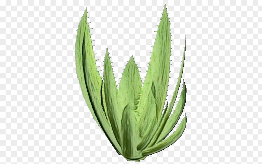 Perennial Plant Hemp Family Aloe Vera Leaf PNG