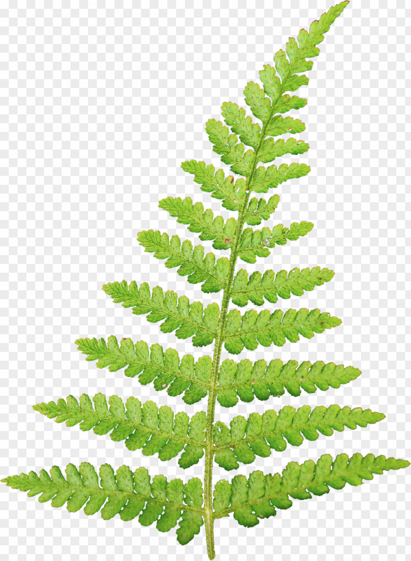 Fern Leaf Information Vascular Plant Clip Art PNG