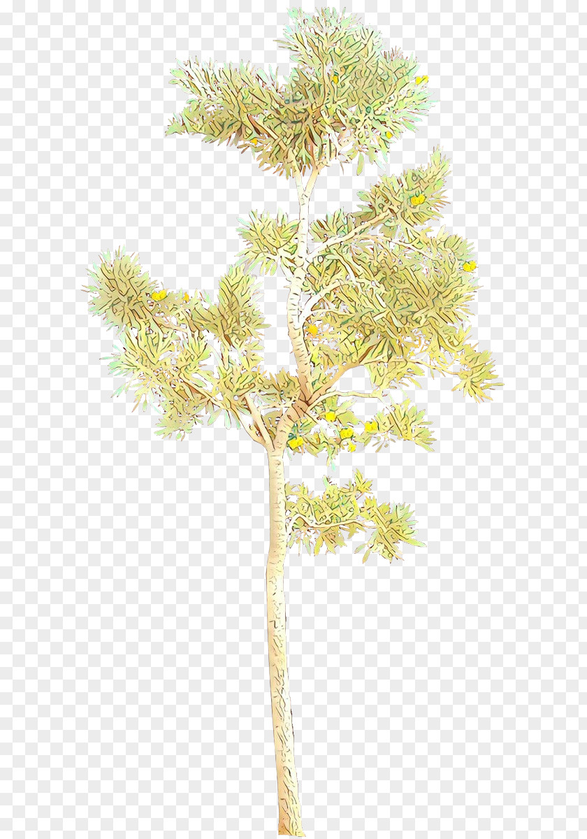 Heracleum Plant Plane Family Tree Background PNG