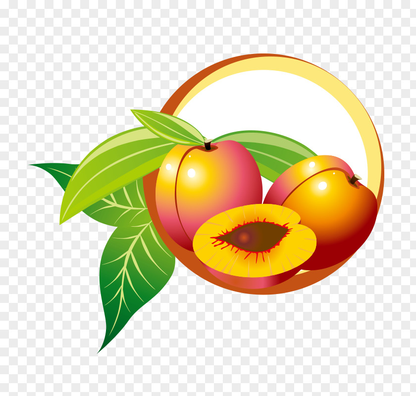 Realistic Vector Yellow Peaches Fruit Drawing PNG