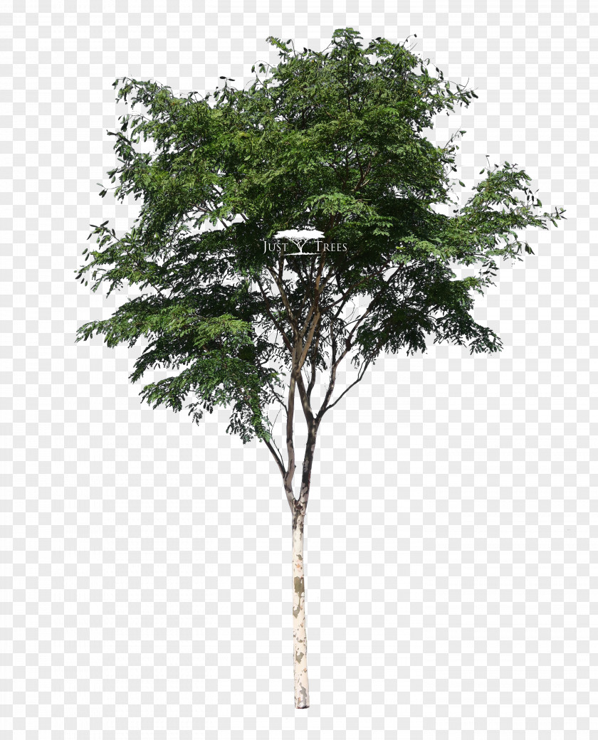 Tree Desktop Wallpaper Pine PNG