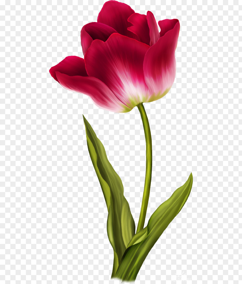 Tulip Image PNG