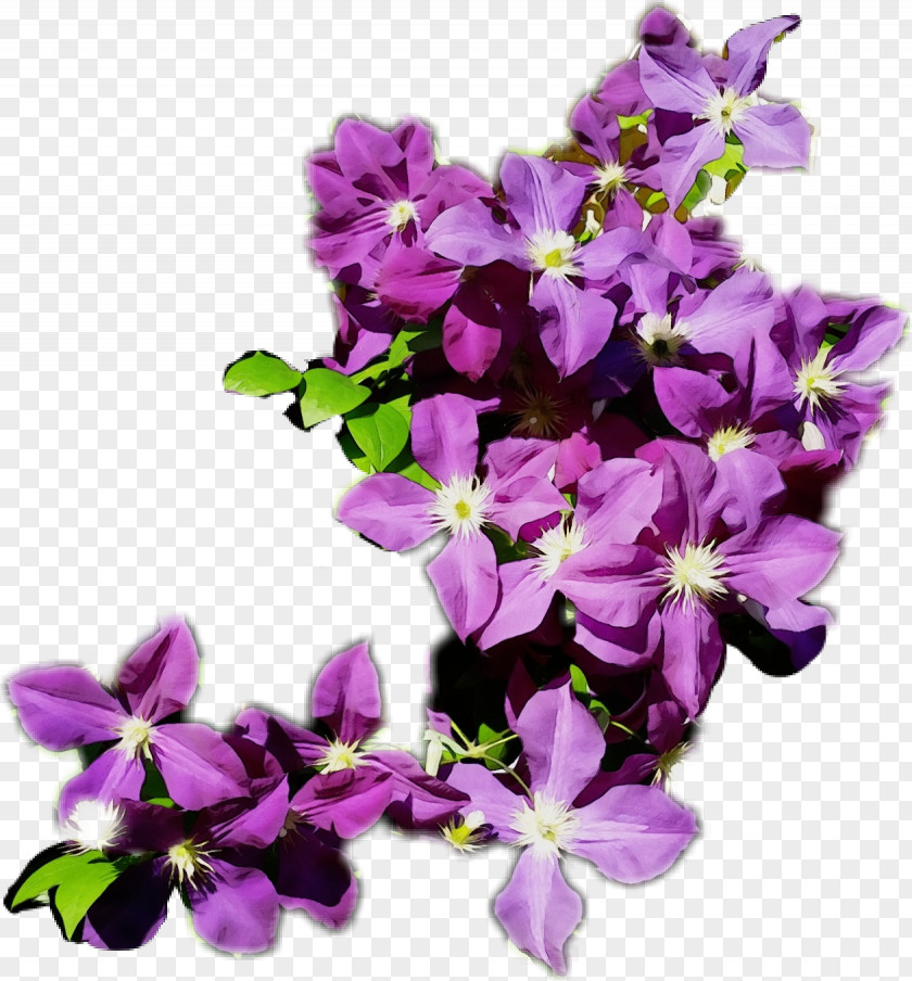 Violet Family Lavender PNG