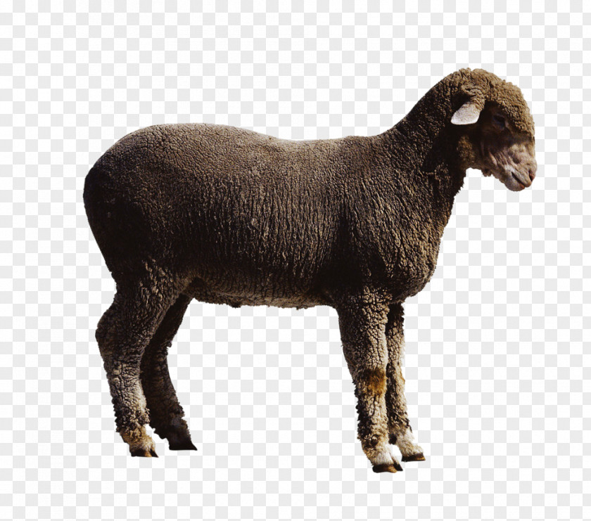 Animal Sheep Sheepu2013goat Hybrid Cattle PNG