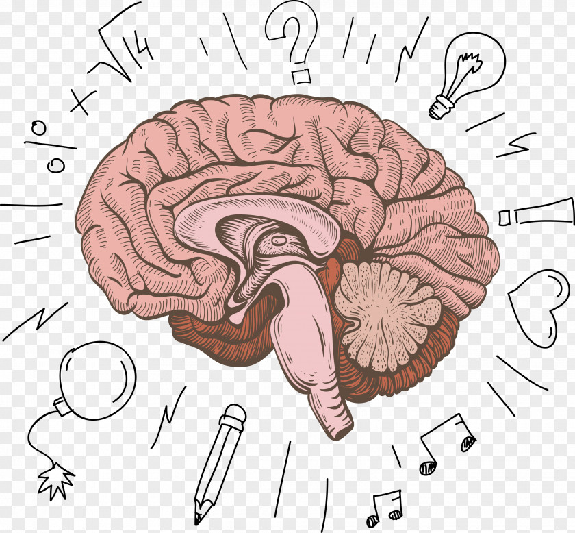 Brain Structure Design Cerebrum Human Cartoon PNG