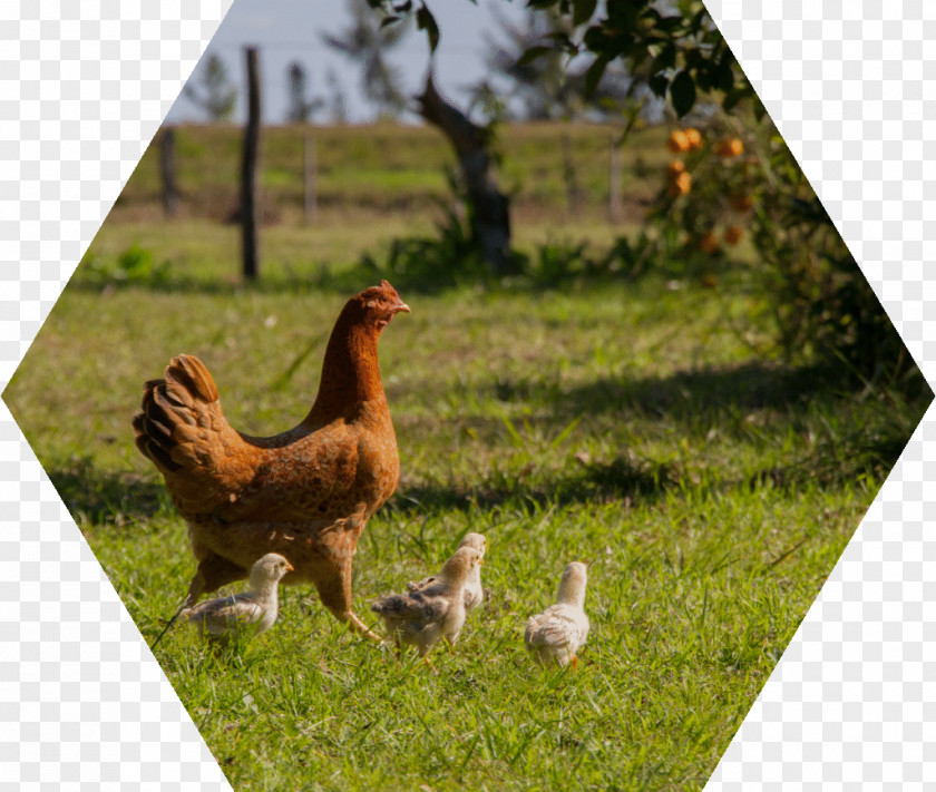 Chicken Rooster As Food Hen PNG