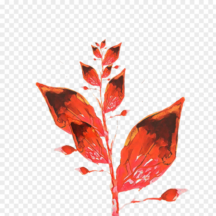 Coquelicot Flowering Plant Leaf Red Flower Tree PNG