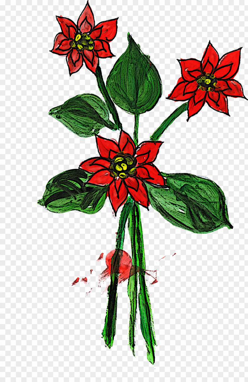 Flower Plant Red Poinsettia Wildflower PNG