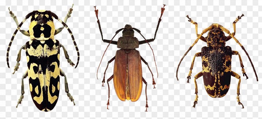 Insect Varied Carpet Beetle Pixabay PNG