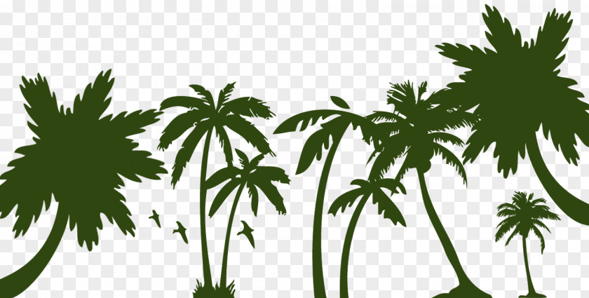 Tree Arecaceae Sago Palm PNG