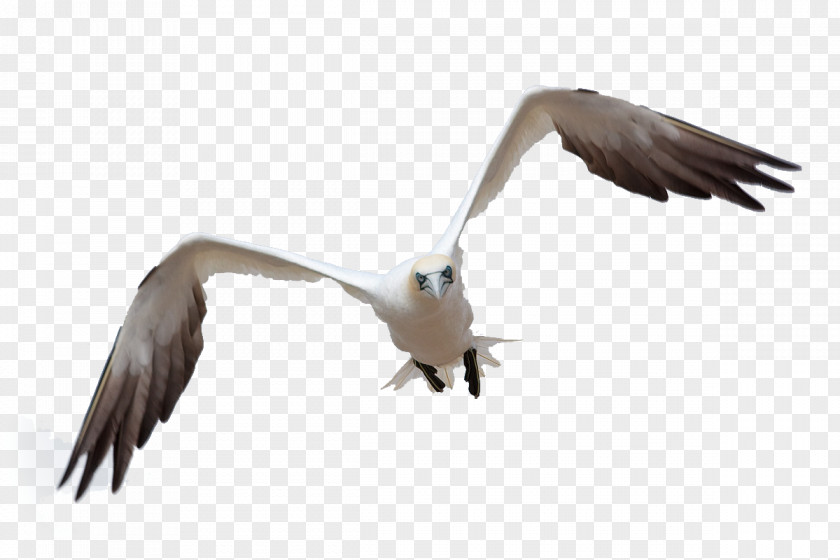Birds Bird Flight Gulls PNG