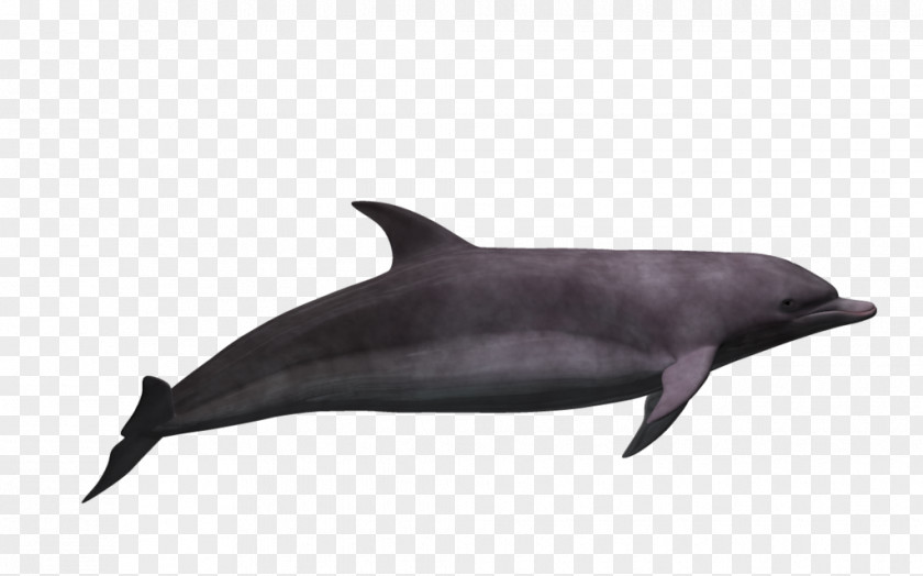 Dolphin 3d Common Bottlenose Tucuxi Short-beaked Wholphin Rough-toothed PNG