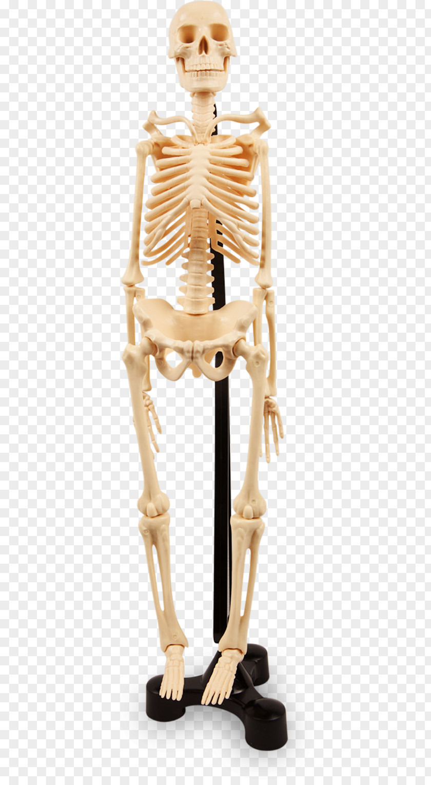 Human Bones Skeleton Joint Anatomy Bone PNG