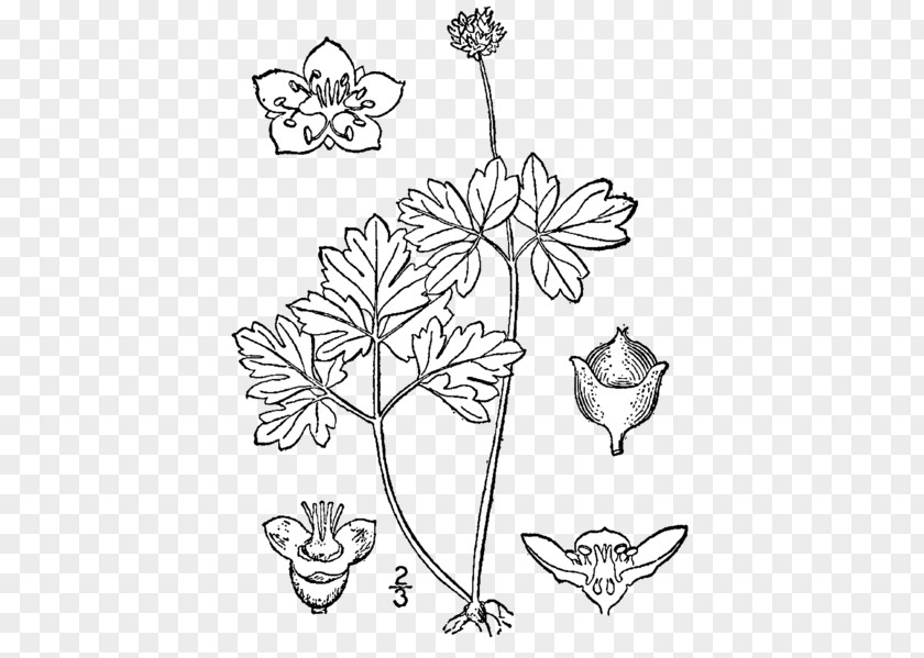 Plant Floral Design Sinadoxa Corydalifolia Viburnum Elderberry Moschatel PNG