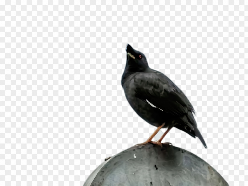 Raven Crow Bird Beak Blackbird PNG