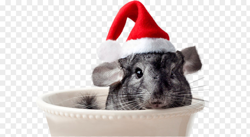 Santa Claus Christmas Day Hamster Grinch Chinchilla PNG