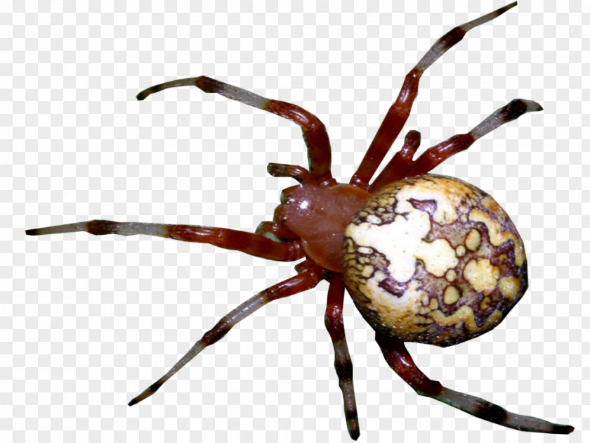 Spider European Garden Widow Spiders Animal Arthropod PNG