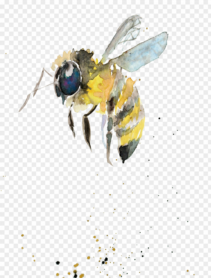 Watercolor Gift Bumblebee Painting Drawing Insect PNG