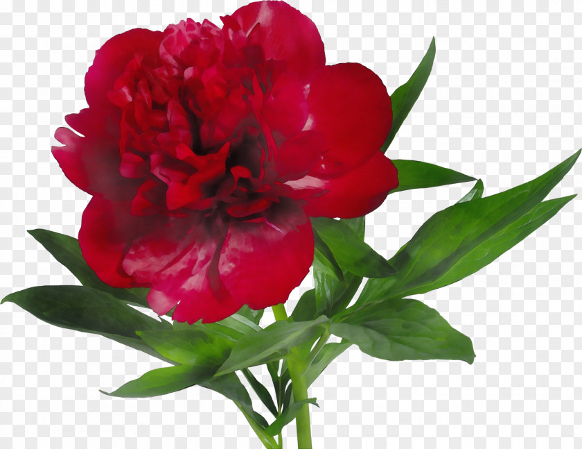 Wild Peony Chinese Flower Flowering Plant Red Petal PNG