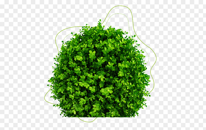 Annual Plant Vegetable Green Grass Background PNG