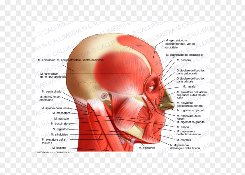 Gamba Temporoparietalis Muscle Head And Neck Anatomy Lateral Rectus PNG