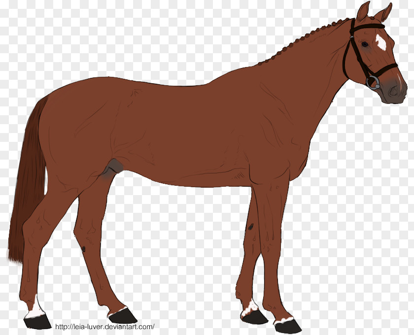 Horse Mule Many Things Photography Rein Pony PNG