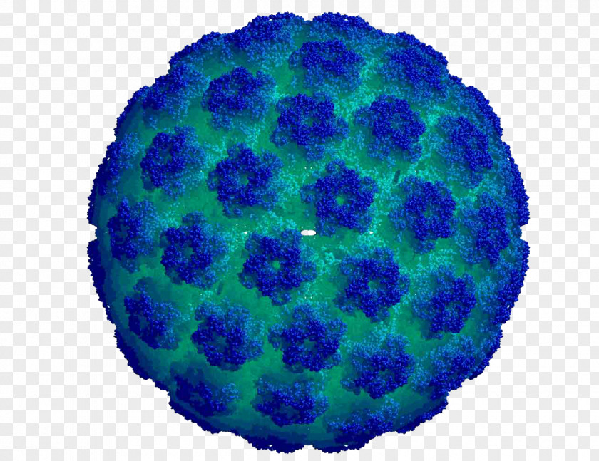 Human Papilloma Virus Papillomavirus Infection HPV Vaccine PNG