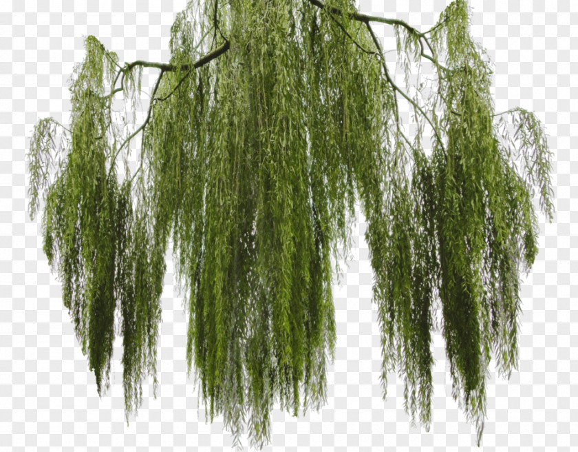 Tree Salix Matsudana Weeping Willow Branch PNG