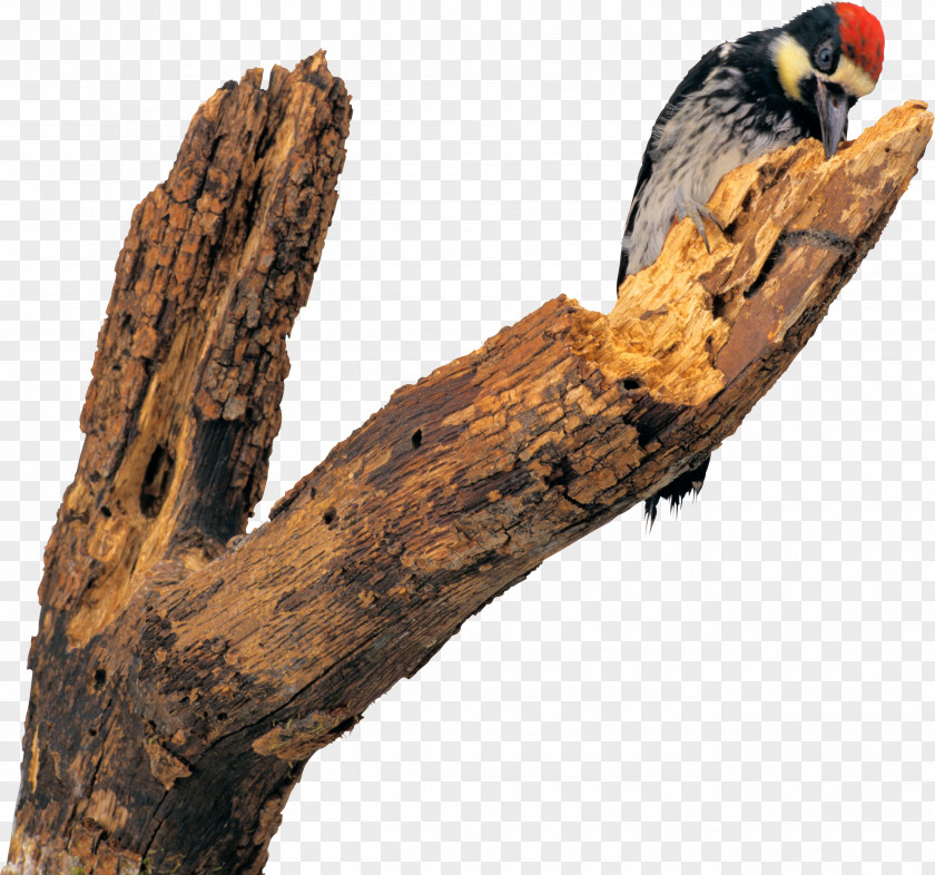 Bird Woodpecker Sparrow Parus Animal PNG