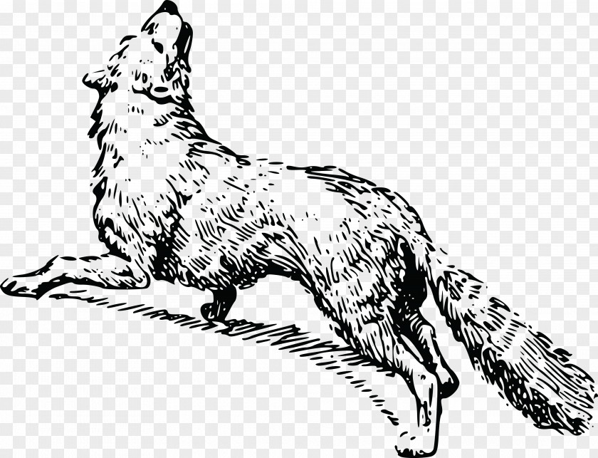 A Fox Coat Red Whiskers Black And White Arctic PNG