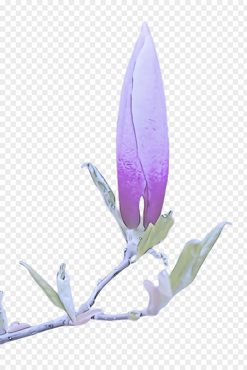 Anthurium Crocus Feather PNG