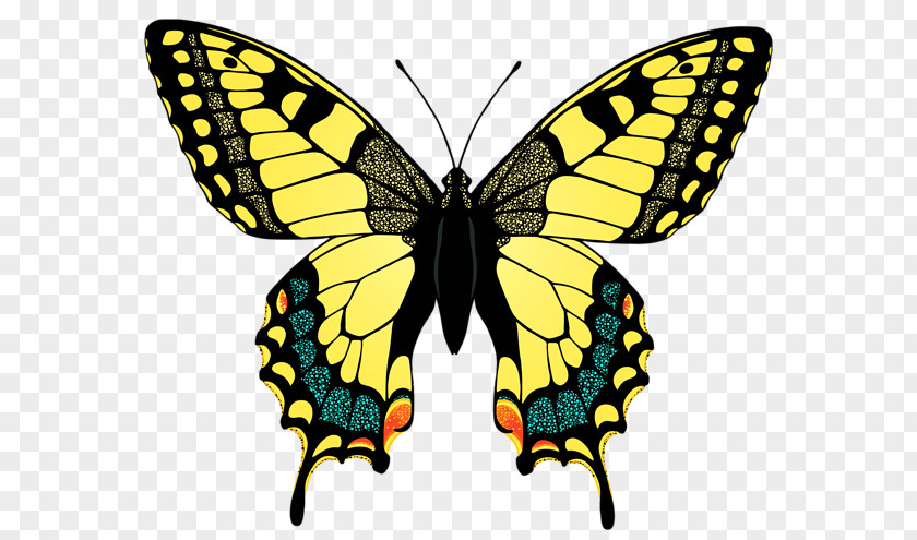 Butterfly Swallowtail Eastern Tiger Insect Yellow PNG