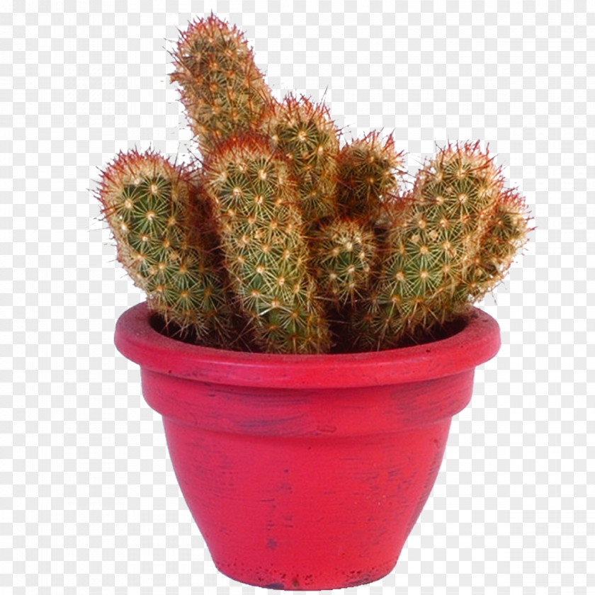 Cactus Cactaceae Succulent Plant Barbary Fig PNG