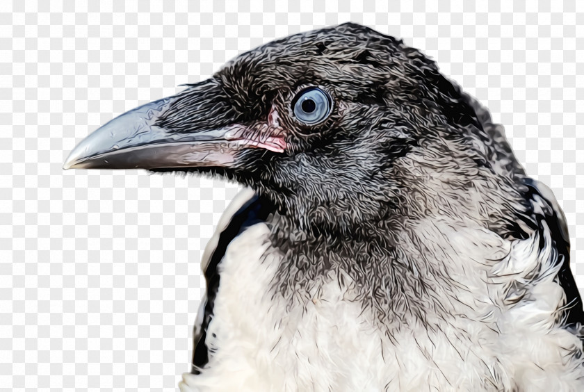 Crowlike Bird Cuckoo Beak Close-up Crow Raven PNG