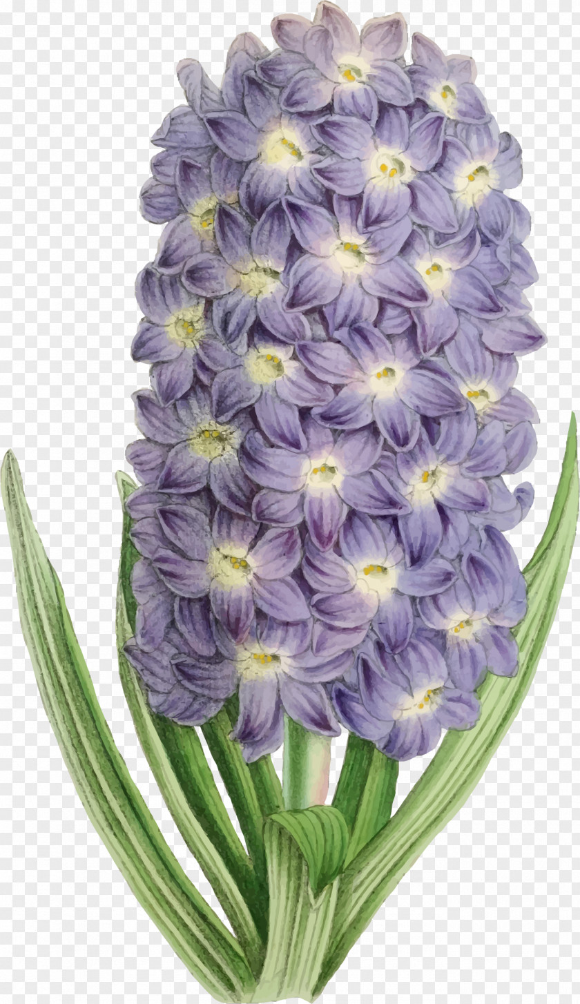Illustrations Flower Purple Violet Clip Art PNG