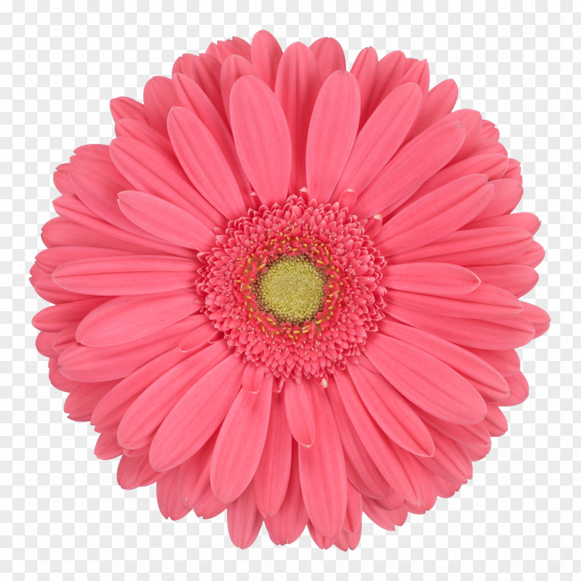 Potted Gerbera Daisy Stock Photography Paper Transvaal Royalty-free Image PNG