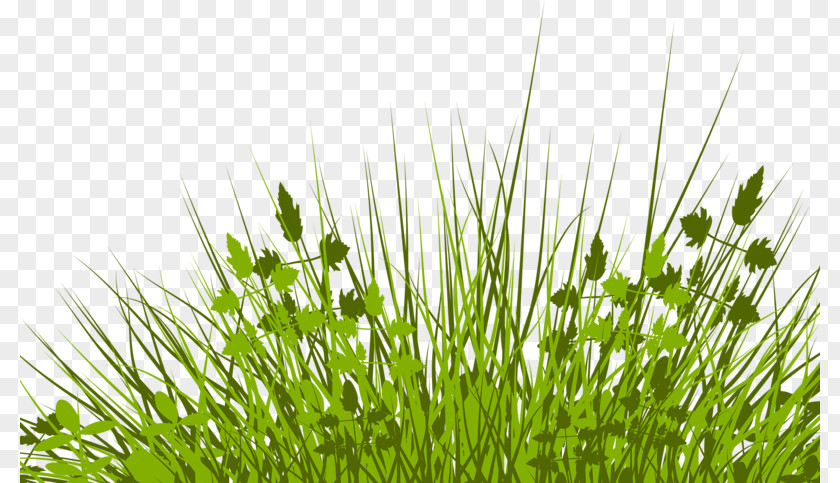 Pretty Grass Lawn Royalty-free Stock Photography Illustration PNG