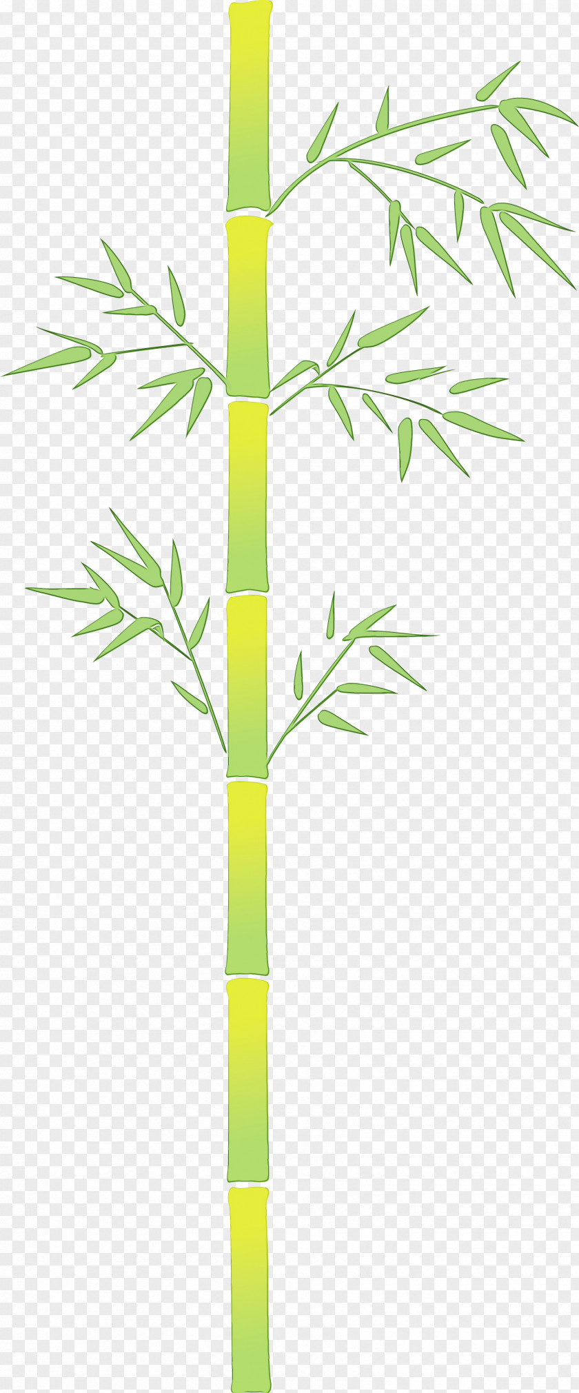 Bamboo Plant Stem Leaf Tree PNG