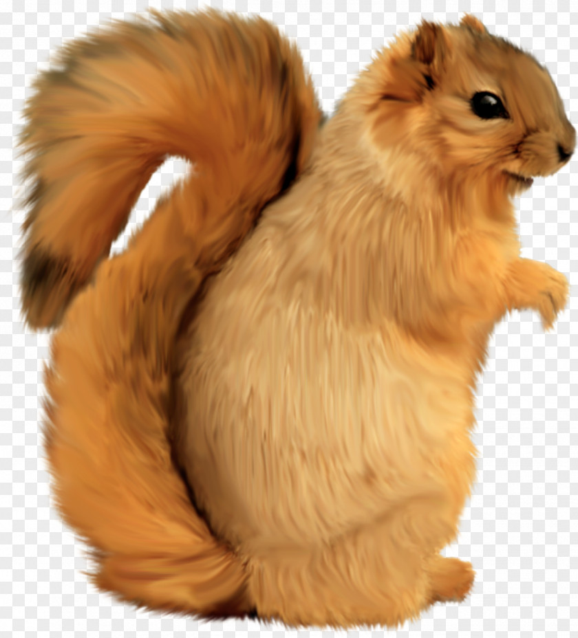 Brown Squirrel Tree Squirrels Whiskers Clip Art PNG